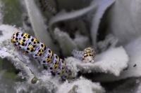Cucullia verbasci