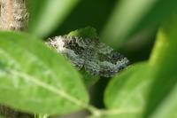 Epirrhoe alternata