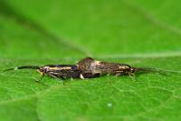 Esperia sulphurella