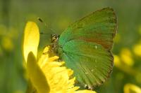 Callophrys rubi