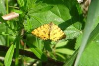 Pseudopanthera macularia