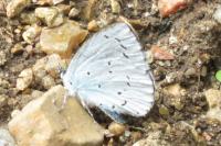 Celastrina argiolus