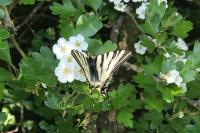 Iphiclides podalirius