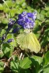 Gonepteryx rhamni