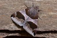 Dysgonia algira