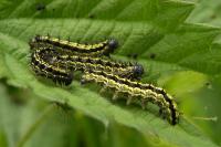 Aglais urticae