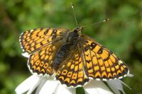 Melitaea cinxia