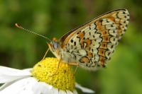 Melitaea cinxia