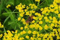 Lycaena tityrus
