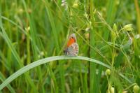 Coenonympha pamphilus