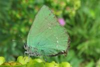 Callophrys rubi