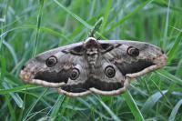 Saturnia pyri