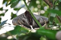 Saturnia pyri