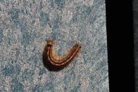 Malacosoma neustria