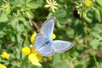 Glaucopsyche alexis