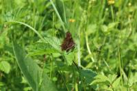 Polygonia c-album