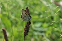 Lycaena tityrus