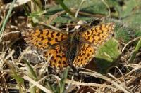 Boloria dia