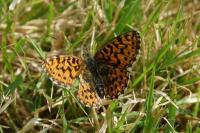 Boloria dia