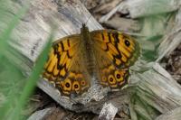 Lasiommata megera