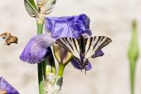 Iphiclides podalirius