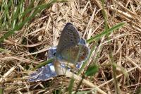 Polyommatus icarus