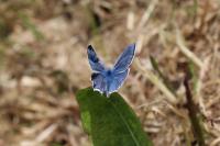 Polyommatus icarus