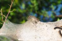 Eriogaster lanestris