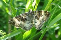 Epirrhoe alternata