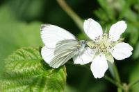Pieris napi