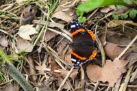 Vanessa atalanta