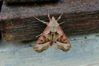 Phlogophora meticulosa