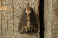 Dypterygia scabriuscula