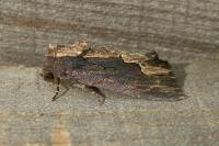 Dypterygia scabriuscula