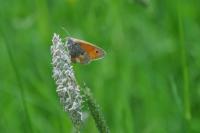 Coenonympha pamphilus