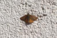 Lythria purpuraria