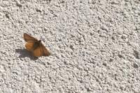 Lythria purpuraria