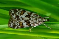 Scoparia pyralella