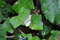 Spilarctia lutea