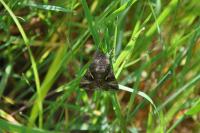 Autographa gamma