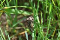 Autographa gamma