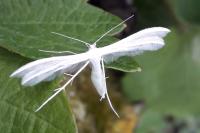 Pterophorus pentadactylus
