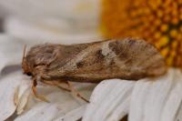 Korscheltellus lupulinus