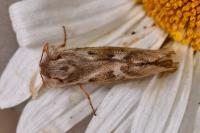 Korscheltellus lupulinus