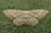 Idaea seriata