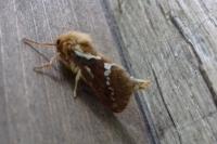 Korscheltellus lupulinus