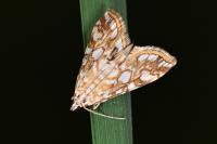 Elophila nymphaeata
