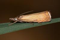 Chrysoteuchia culmella