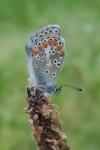 Aricia agestis