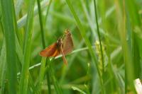 Lythria purpuraria